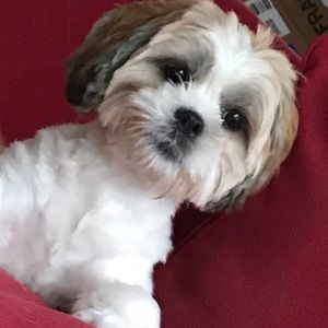 Meet your Posher, Vivian